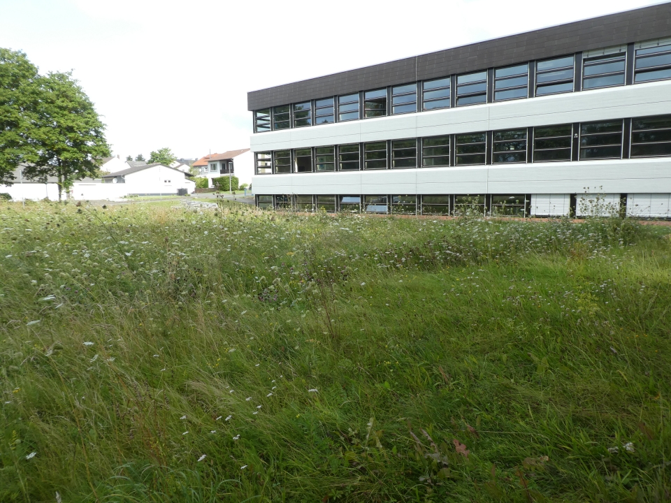 Blumenwiese1