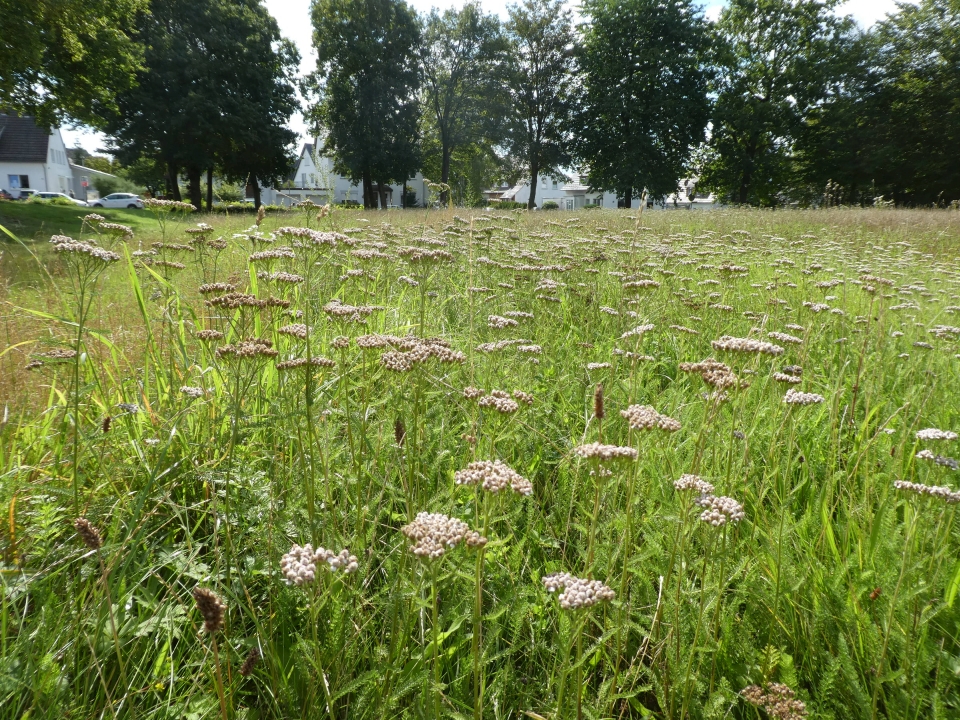 Blumenwiese2